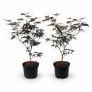 Acer palmatum "Bloodgood" - japanischer Fächerahorn - laubabwerfend - 19cm Topf - 70cm - 2er Set - dunkelrot