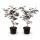 Acer palmatum "Bloodgood" - japanischer Fächerahorn - laubabwerfend - 19cm Topf - 70cm - 2er Set - dunkelrot