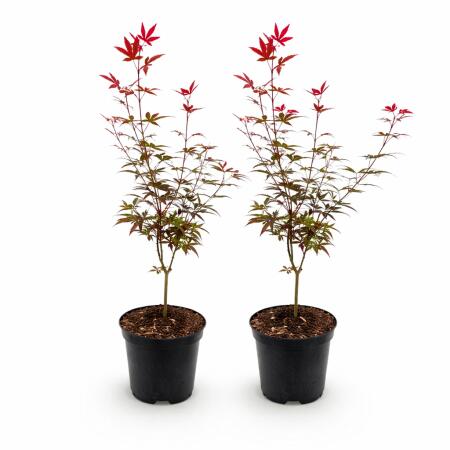 Acer palmatum "Skeeters Broom" - japanischer Fächerahorn - laubabwerfend - 19cm Topf - 70cm - 2er Set - rot-violett