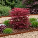 Acer palmatum "Skeeters Broom" - japanischer Fächerahorn - laubabwerfend - 19cm Topf - 70cm - 2er Set - rot-violett