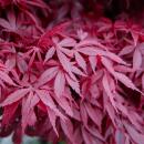 Acer palmatum "Skeeters Broom" - japanischer Fächerahorn - laubabwerfend - 19cm Topf - 70cm - 2er Set - rot-violett