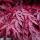 Acer palmatum "Skeeters Broom" - japanischer Fächerahorn - laubabwerfend - 19cm Topf - 70cm - 2er Set - rot-violett
