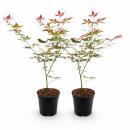 Acer palmatum "Sumi-nagashi" - japanischer Fächerahorn - laubabwerfend - 19cm Topf - 70cm - 2er Set - rot