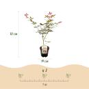 Acer palmatum "Sumi-nagashi" - japanischer Fächerahorn - laubabwerfend - 19cm Topf - 70cm - 2er Set - rot