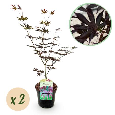 Acer palmatum "Trompenburg" - japanischer Fächerahorn - laubabwerfend - 19cm Topf - 70cm - 2er Set  - purpur