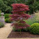 Acer palmatum "Trompenburg" - japanischer Fächerahorn - laubabwerfend - 19cm Topf - 70cm - 2er Set  - purpur