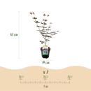 Acer palmatum "Trompenburg" - japanischer Fächerahorn - laubabwerfend - 19cm Topf - 70cm - 2er Set  - purpur