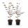 Acer palmatum "Trompenburg" - japanischer Fächerahorn - laubabwerfend - 19cm Topf - 70cm - 2er Set  - purpur