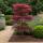 Acer palmatum "Trompenburg" - japanischer Fächerahorn - laubabwerfend - 19cm Topf - 70cm - 2er Set  - purpur