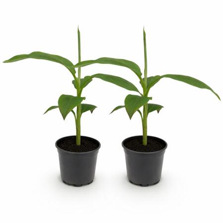 Musa basjoo - banane rustique - 12cm pot - env. 30cm - set de 2