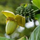 Musa basjoo - banane rustique - 12cm pot - env. 30cm - set de 2