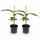 Musa basjoo - banane rustique - 12cm pot - env. 30cm - set de 2