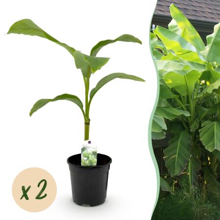 Musa basjoo - hardy banana - 17cm pot - approx. 40cm - set of 2