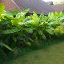 Musa basjoo - hardy banana - 17cm pot - approx. 40cm - set of 2