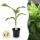 Musa basjoo - hardy banana - 17cm pot - approx. 40cm - set of 2