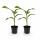 Musa basjoo - hardy banana - 17cm pot - approx. 40cm - set of 2
