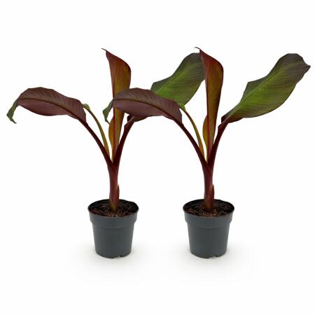 Ensete ventricosum Maurelli - rotblättrige winterharte Banane - 12cm Topf - ca. 30cm - 2er Set