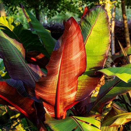 Ensete ventricosum Maurelli Exotenherz