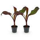 Ensete ventricosum Maurelli - rotblättrige...