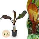 Ensete ventricosum Maurelli - rotblättrige...