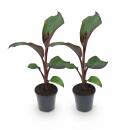 Ensete ventricosum Maurelli - rotblättrige...