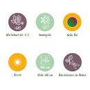 Musa sikkemensis "Red Tiger" - winterharte Banane - 12cm Topf - ca. 30cm - 2er Set - grün-rot