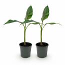 Musa sikkemensis "Red Tiger" - winterharte...