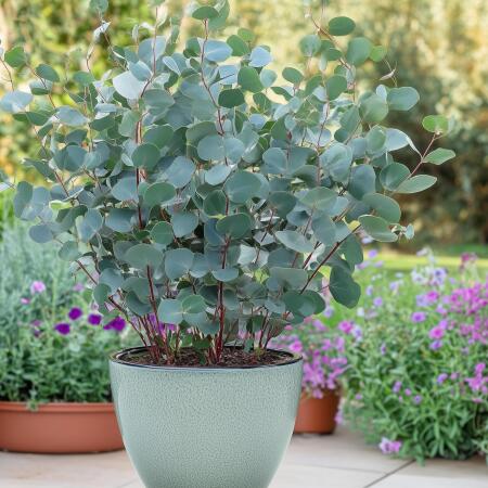 Exotenherz Gartenpflanzen - Eukalyptus Eucalyptus gunni - 2er Set - w