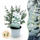 Exotenherz - Eukalyptus Eucalyptus gunni  - 2er Set -...