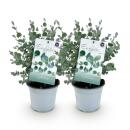 Exotenherz - Eukalyptus Eucalyptus gunni  - 2er Set -...