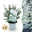 Exotenherz - Eukalyptus Eucalyptus gunni 6er Set -...