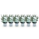 Exotenherz - Eukalyptus Eucalyptus gunni 6er Set -...