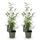 Exotenherz Bambus - Fargesia Black Dragon - Schwarz - 2er...