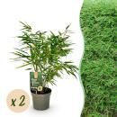 Exotenherz Bambus - Fargesia rufa - Grün - 2er Set...