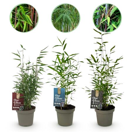 Exotenherz Bambus - Fargesia Dragon Tricolour 3er Set - Schwarz, Rot, Blau 14cm Topf