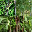 Exotenherz Bambus - Fargesia Dragon Tricolour 3er Set - Schwarz, Rot, Blau 14cm Topf