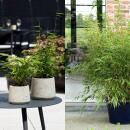 Exotenherz Bambus - Fargesia Dragon Tricolour 3er Set - Schwarz, Rot, Blau 14cm Topf