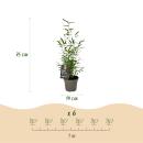 Exotenherz Bambus - Fargesia Mix Rainbow  4er Set - Pot 14cm Höhe 35cm