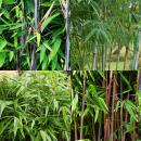 Exotenherz Bambus - Fargesia Mix Rainbow  4er Set - Pot 14cm Höhe 35cm