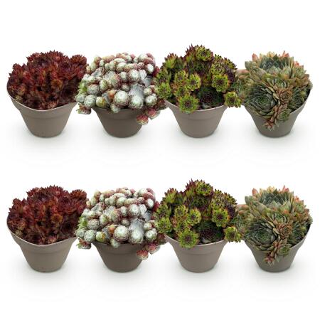 Cœur dexotisme couvre-sol - Racine de maison Sempervivum Mix Big Sam - Set de 8 - pot de 14cm