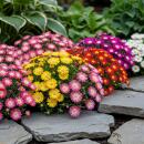 Exotenherz Bodendecker  - Delosperma Mix -winterhart -...