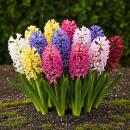 Exotic Heart Flower Bulb - Hyacinth Hyacinth Color Mix...