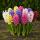 Exotenherz Blumenzwiebel - Hyazinthe Hyacinth Farb-Mix (10 Stück) Durchmesser 14-15cm