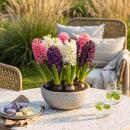 Exotic Heart Flower Bulb - Hyacinth Hyacinth Pastel Mix...