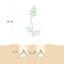 Exotic Heart Flower Bulb - Hyacinth Hyacinth Pastel Mix (10 pieces) Diameter 14-15cm