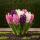 Exotic Heart Flower Bulb - Hyacinth Hyacinth Pastel Mix (10 pieces) Diameter 14-15cm