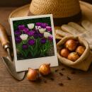 Exotenherz Blumenzwiebeln - Tulpen Tulipa Blueberry Mix (12 Stück) Durchmesser 11-12cm