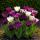 Exotenherz Blumenzwiebeln - Tulpen Tulipa Blueberry Mix (12 Stück) Durchmesser 11-12cm