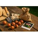 Exotenherz Blumenzwiebeln - Tulpen Tulipa Double Pink (12 Stück) Durchmesser 11-12cm