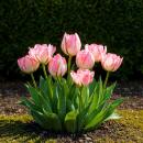Exotenherz Blumenzwiebeln - Tulpen Tulipa Double Pink (12...